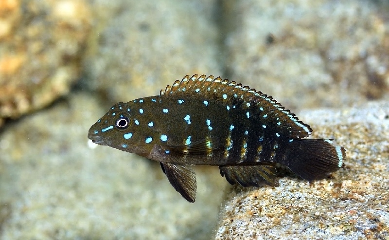 Tanganicodus irsacae 'Luagala Point'